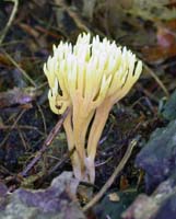 The yellow Branched Coral can have slight color variations as this one has paler tips. 